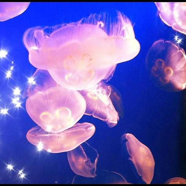 Nature Photograph - #jellyfish #vancouver #instagram by Victor Wong
