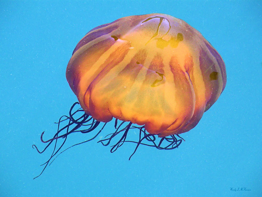 Jellyfish Photograph by Wendy McKennon