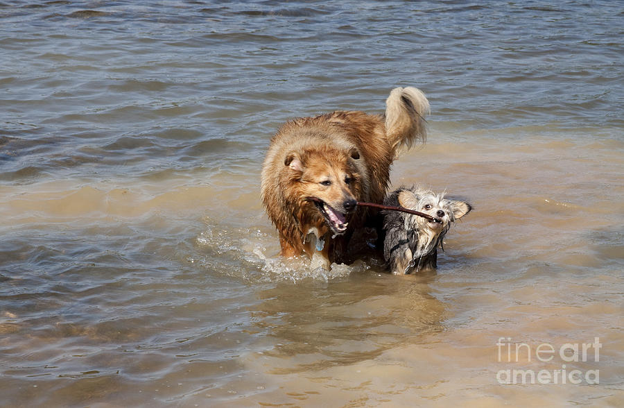 Dog Photograph - Jesse and Gremlin Sharing by Jeannette Hunt