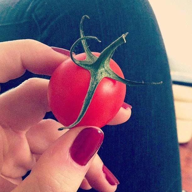 Tomato Photograph - #jester #tomato #tomatoes #veg by Ashley Grant