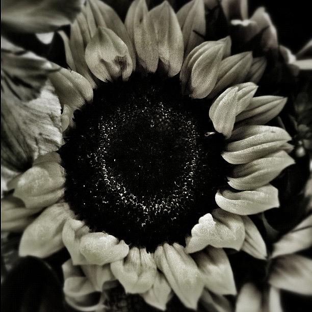 Sunflower Photograph - jesus Dont Want Me For A by Carrie Mroczkowski