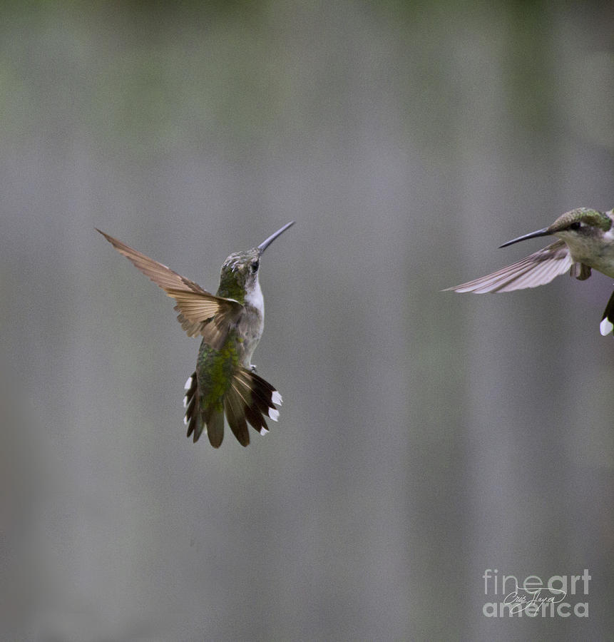 Hummingbird Photograph - Jet Fighters by Cris Hayes