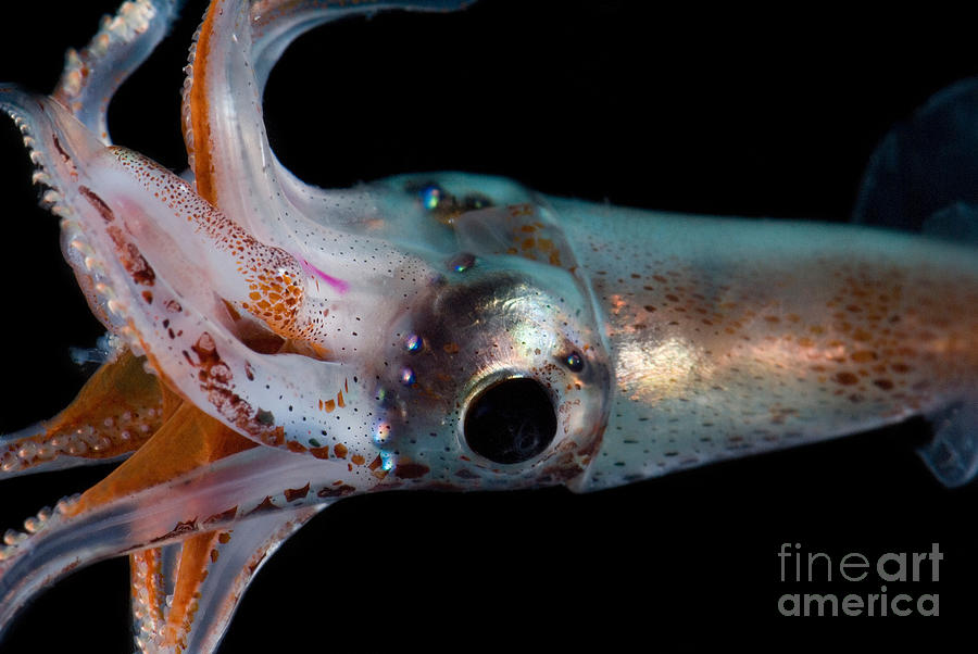 Jewel Enope Squid Photograph by Dant Fenolio