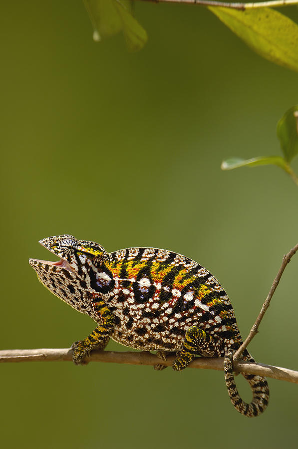 Jeweled Chameleon Furcifer Lateralis Photograph by Pete Oxford