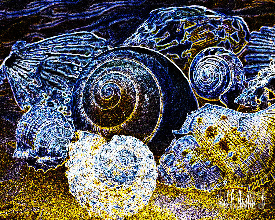 Seashell Wall Art  Photograph by Carol F Austin