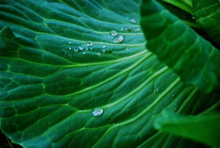 Cabbage Photograph - Jewels of Water by Eric Tressler