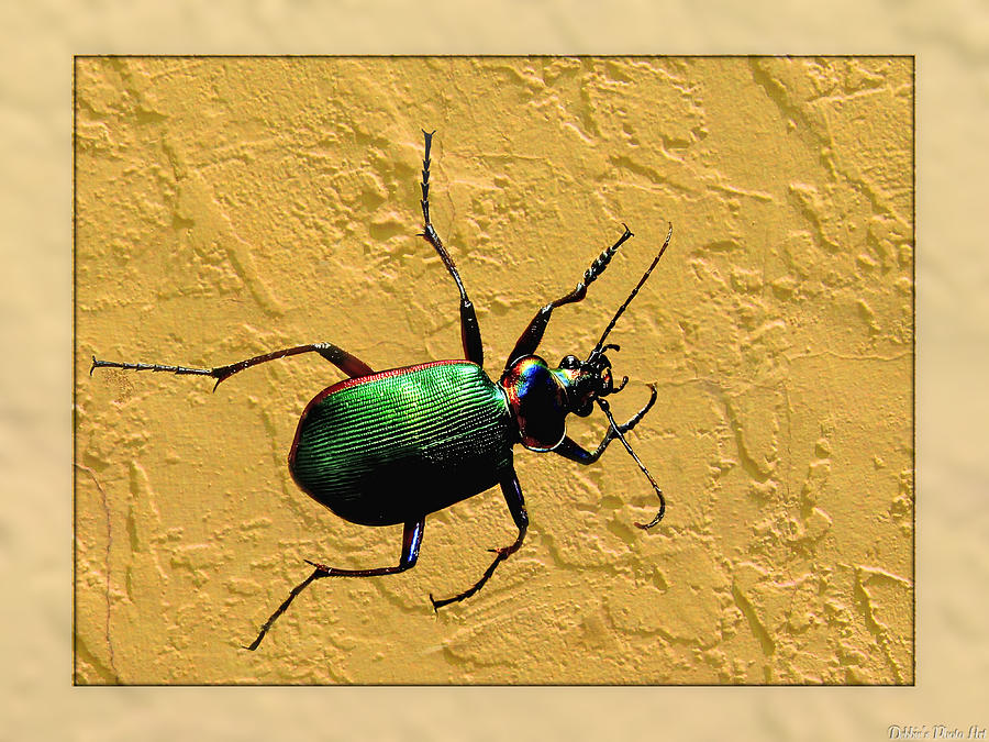 Jeweltone Beetle Photograph by Debbie Portwood