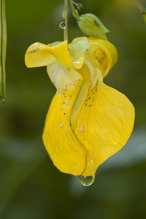 Jewelweed Flower 1 Photograph by John Brueske - Fine Art America