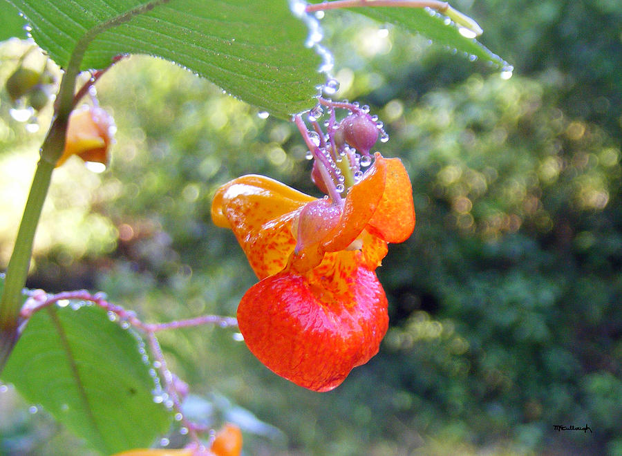 Jewelweed Flower Photograph by Duane McCullough