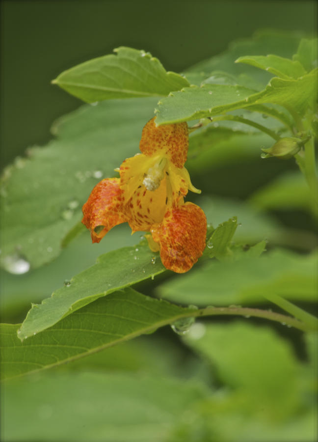 Jewelweed_5331 Photograph by Michael Peychich
