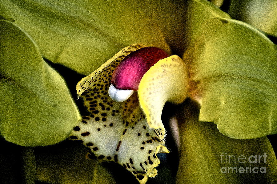 Jimenez Orchid Photograph by Gwyn Newcombe