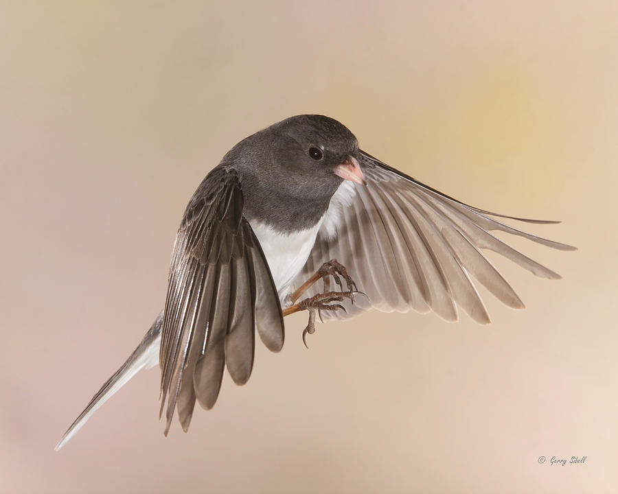 Jimmy Junco Photograph by Gerry Sibell