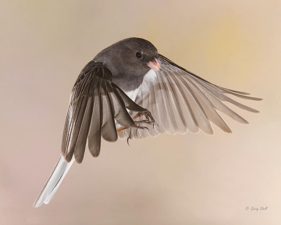 Jimmy Junco2 Photograph by Gerry Sibell