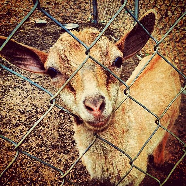 Goat Photograph - Jingles #photofans #photooftheday #goat by Stephanie Thomas