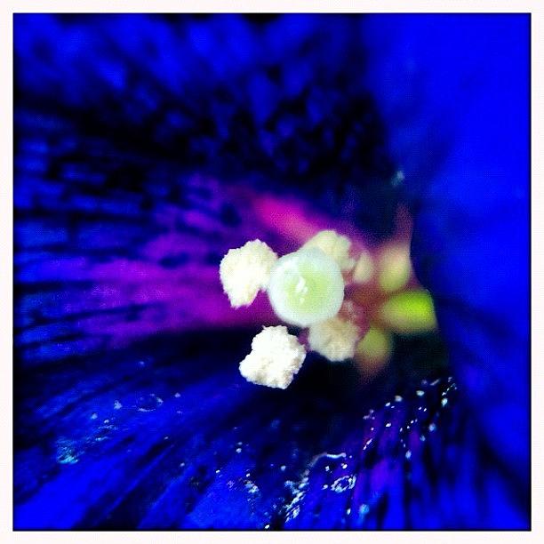 Nature Photograph - #jj_forum_0375 #blue by Jessica Jacobson
