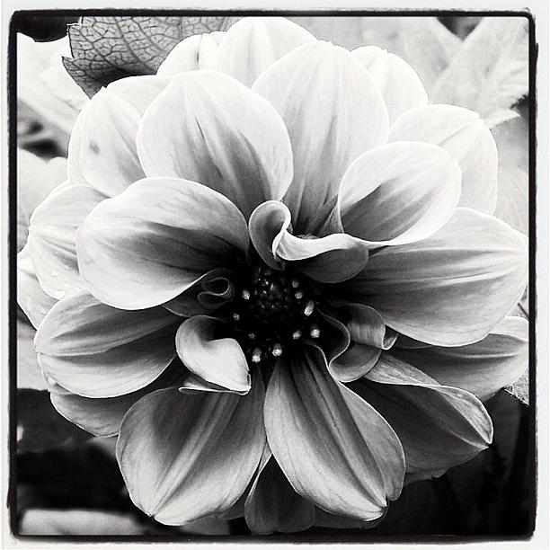 Summer Photograph - #jj_forum_0473 #blackandwhite #flower by Melissa Mariani