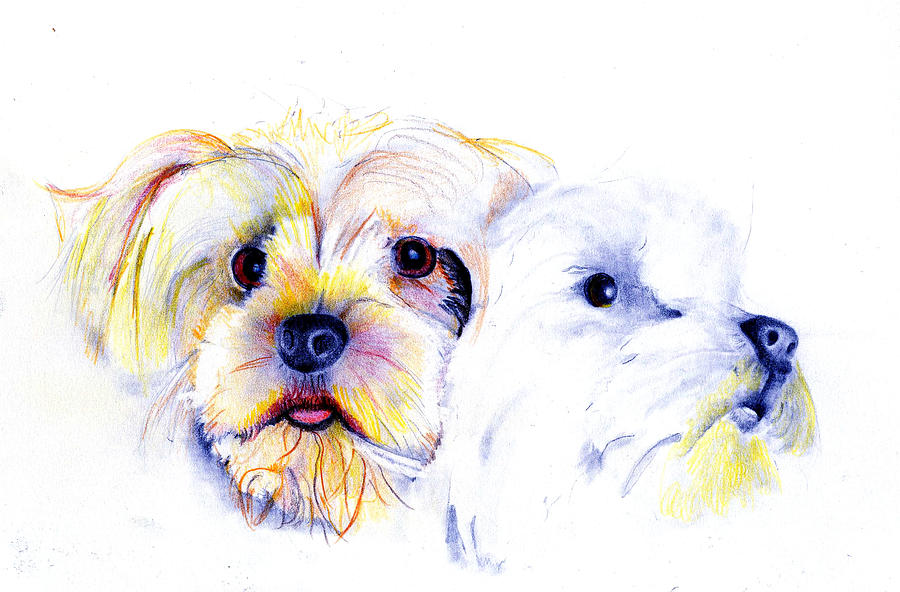 Dog Drawing - Joanies Girls by Ann Hamilton