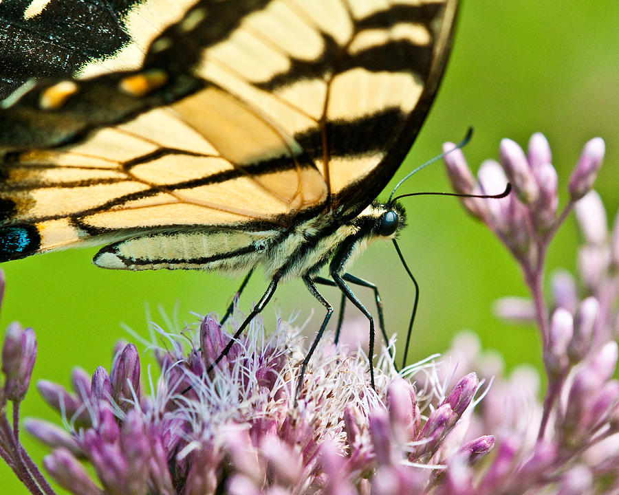 Joe Pye Butterfly Photograph by Craig Leaper