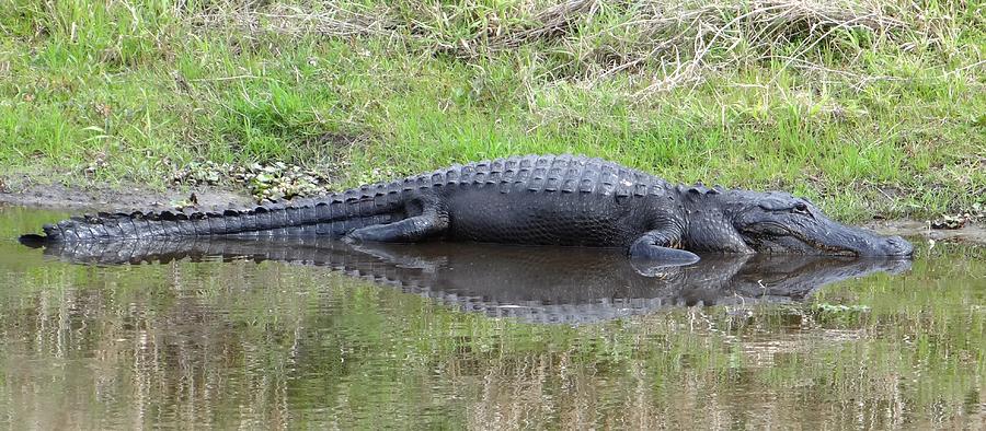 Joe the Alligator Photograph by Keith Stokes