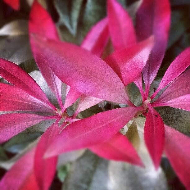Nature Photograph - #joesecretgarden #nature #leaves #pink by Joe Mitchell