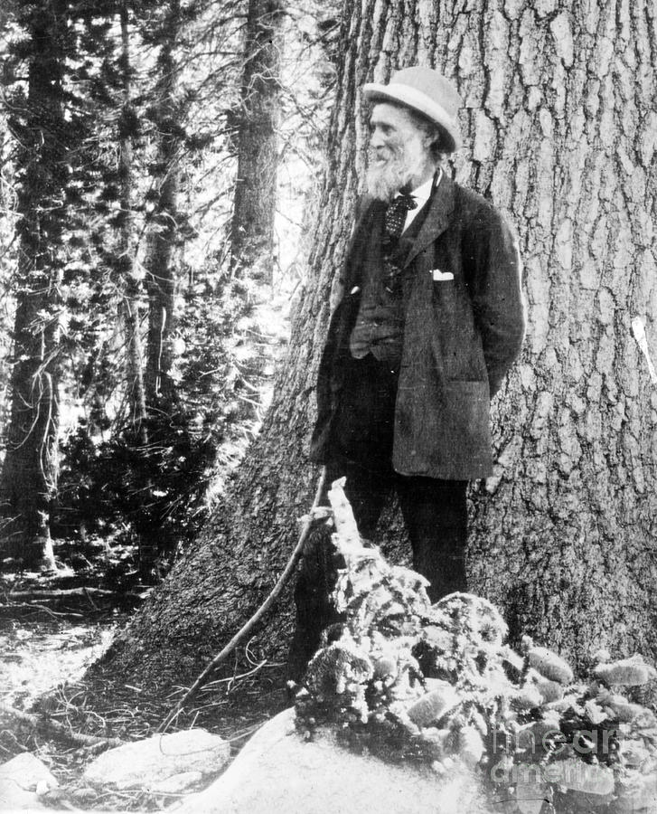 John Muir, Scottish-american Naturalist Photograph by Photo Researchers