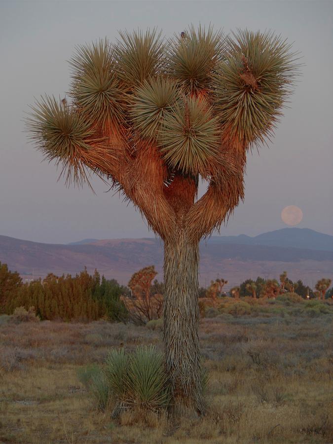 Joshua Tree and Moon Setting Photograph by Don Kreuter