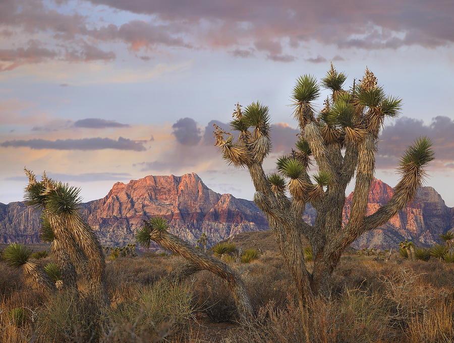 Joshua Tree And Spring Mountains At Red Photograph by Tim Fitzharris