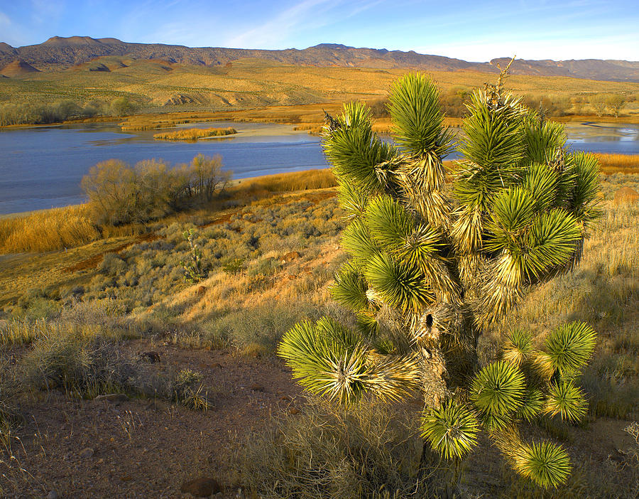 Joshua Tree And Wetlands Photograph by Tim Fitzharris