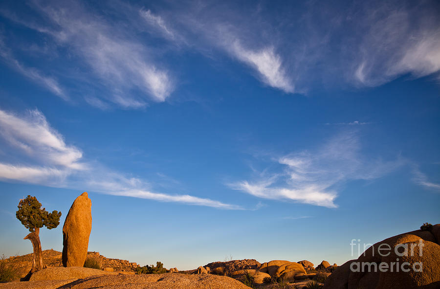 Joshua Tree before sunset Photograph by Olivier Steiner