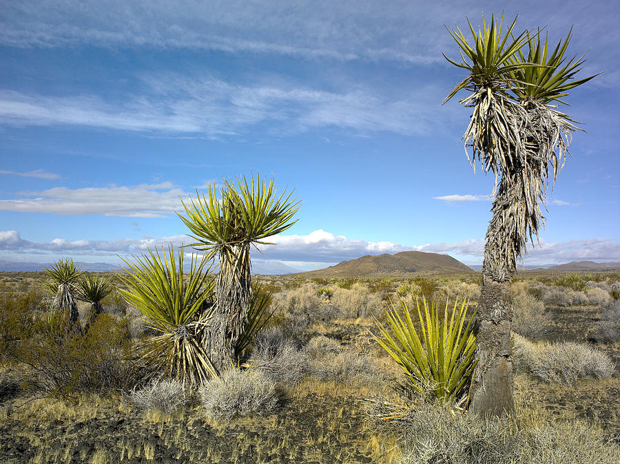 Joshua Tree Cinder Cones And Other Photograph by Tim Fitzharris