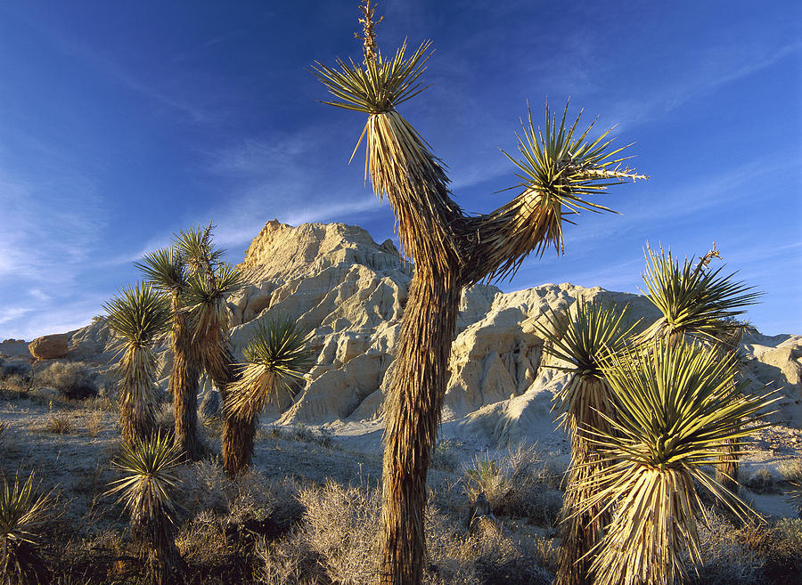 Joshua Tree Cluster In Red Rock Canyon Photograph by Tim Fitzharris