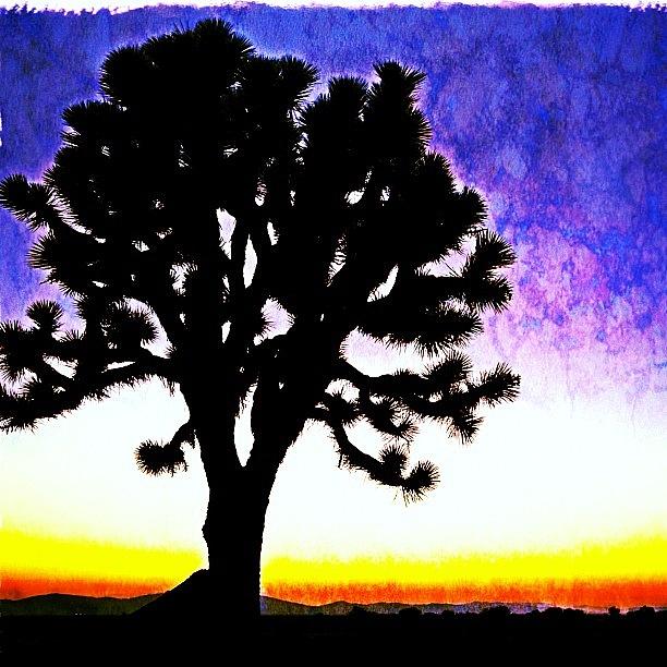 Sunset Photograph - #joshua #tree #desert #sunset #waiting by Denise Taylor