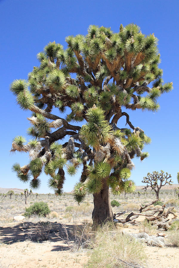 Joshua Tree In The Desert Photograph