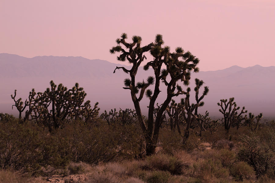 Joshua tree National Park Photograph by Pierre Leclerc Photography