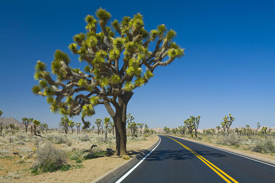 Joshua Tree next to the highway in Joshua Tree National Park Photograph by Randall Nyhof