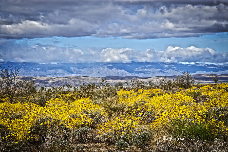 Joshua Tree Palm Springs View Photograph by La Rae Roberts