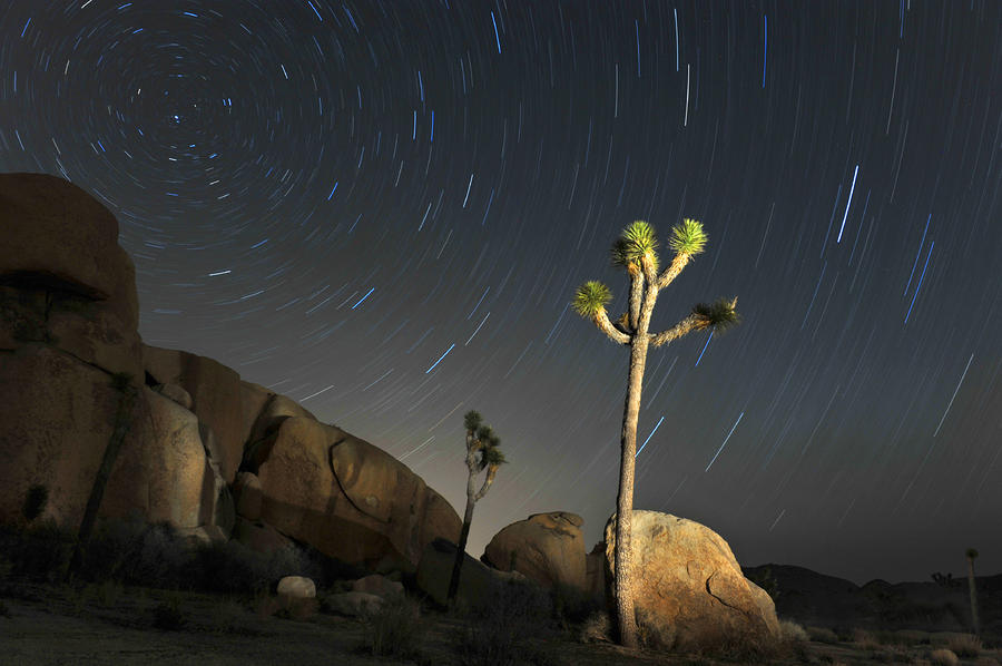 Joshua Tree Star Trails Photograph by Dung Ma
