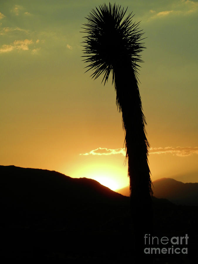 Joshua Tree Sunset Photograph by Mariola Bitner