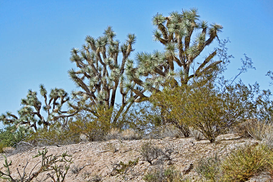 Joshua Trees Az. Photograph by Linda Phelps | Fine Art America