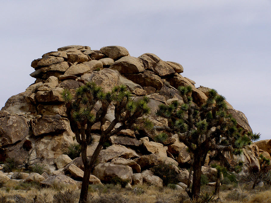 Joshua Trees Photograph by Mark Caldwell - Pixels