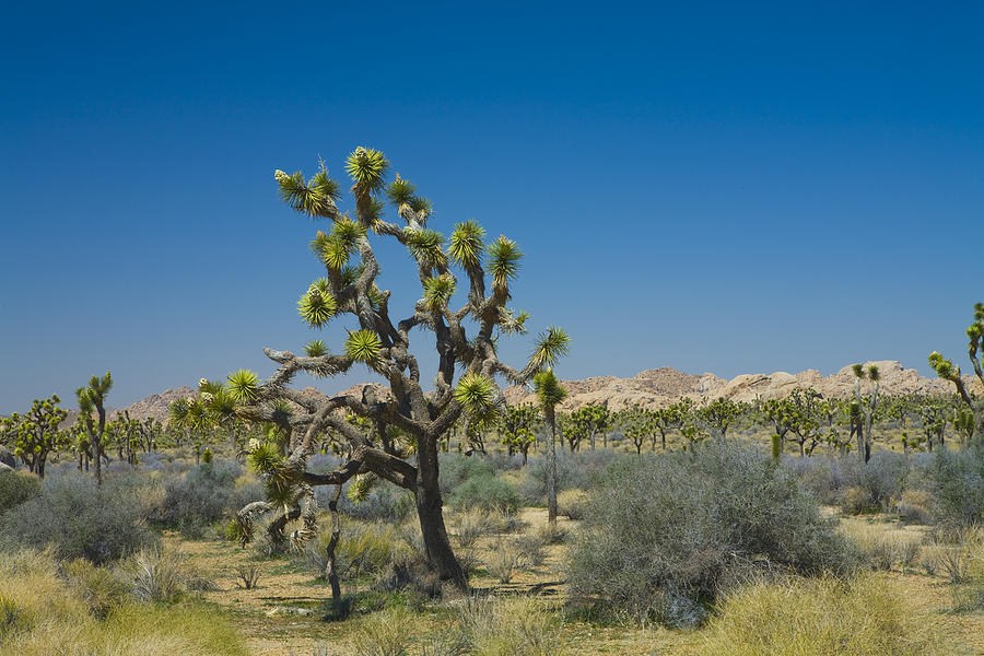 Joshua Trees Number 339 Photograph by Randall Nyhof - Fine Art America