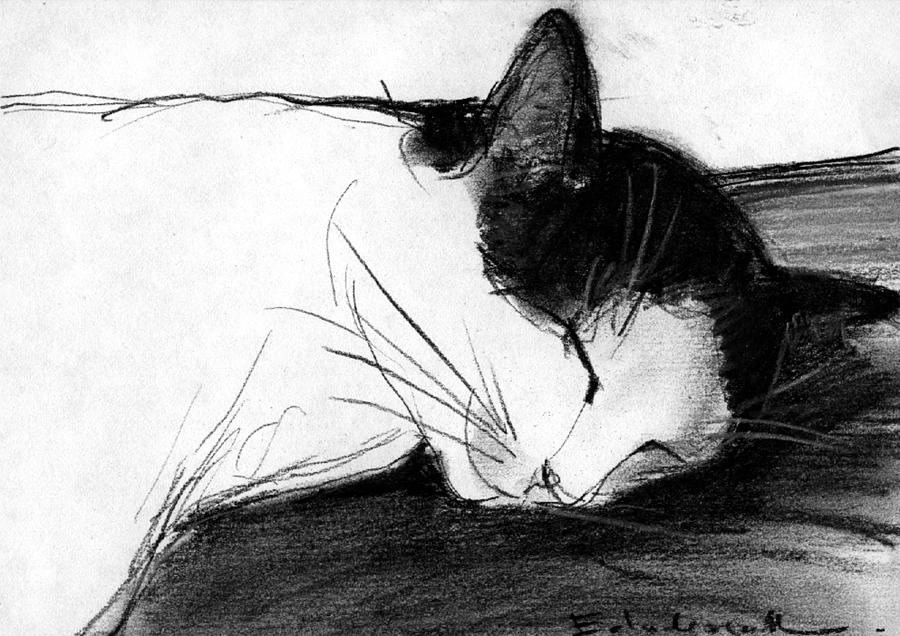 Cat Drawing - Joujou 1 by Mona Edulesco