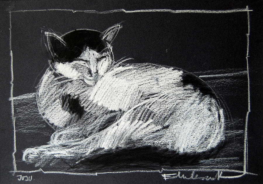 Cat Drawing - Joujou 2 by Mona Edulesco