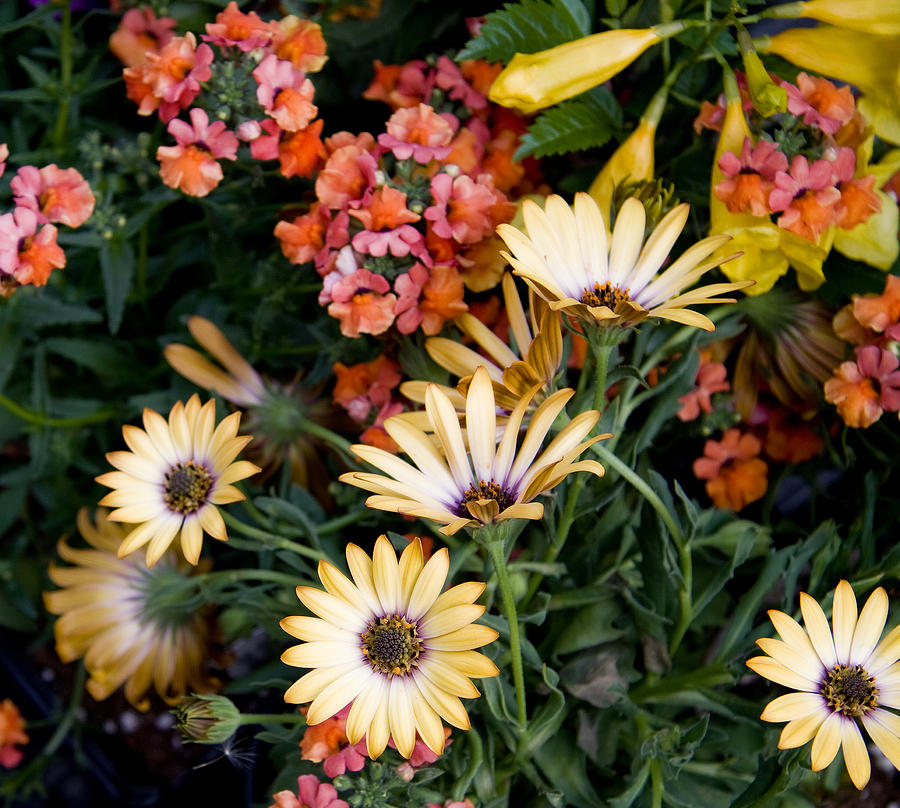 Flower Photograph - Joy by Carol Hathaway