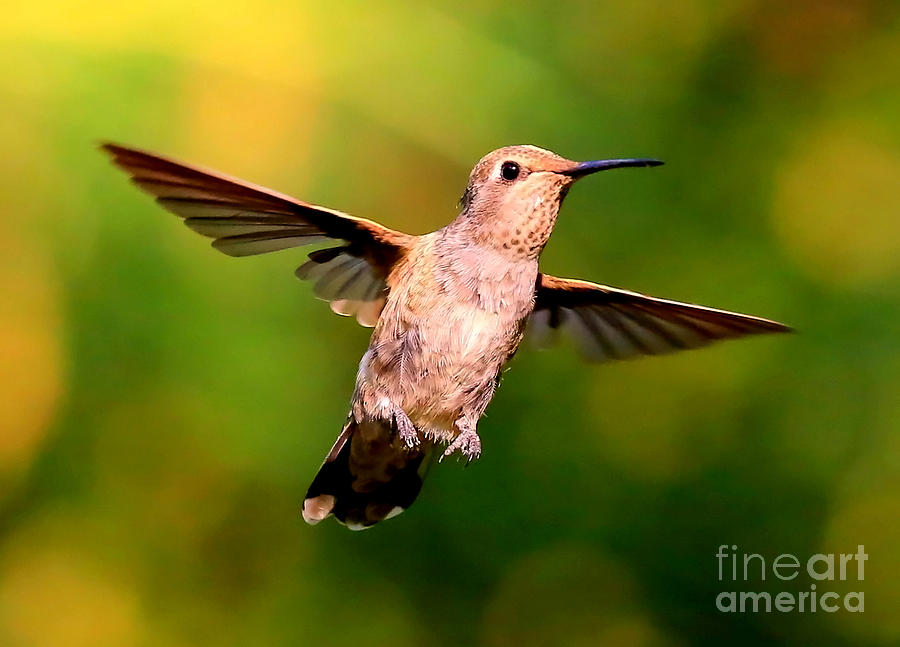 Joyful Hummingbird Photograph by Carol Groenen
