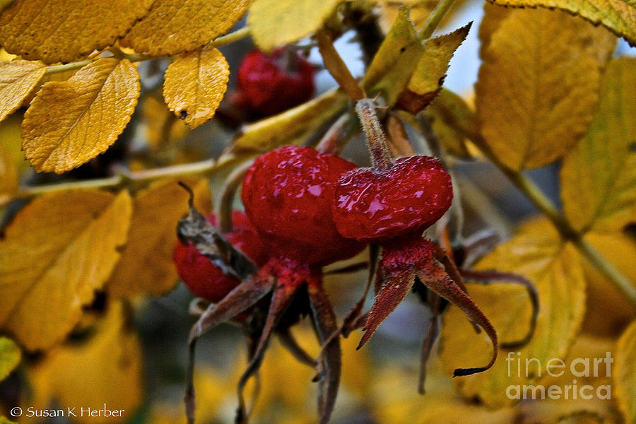 Nature Photograph - Juicy Rose Hips by Susan Herber