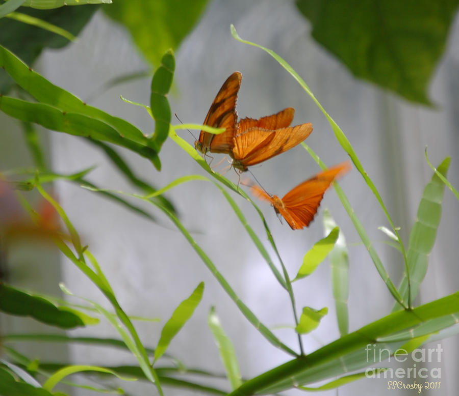 Julia Butterflies Photograph by Susan Stevens Crosby