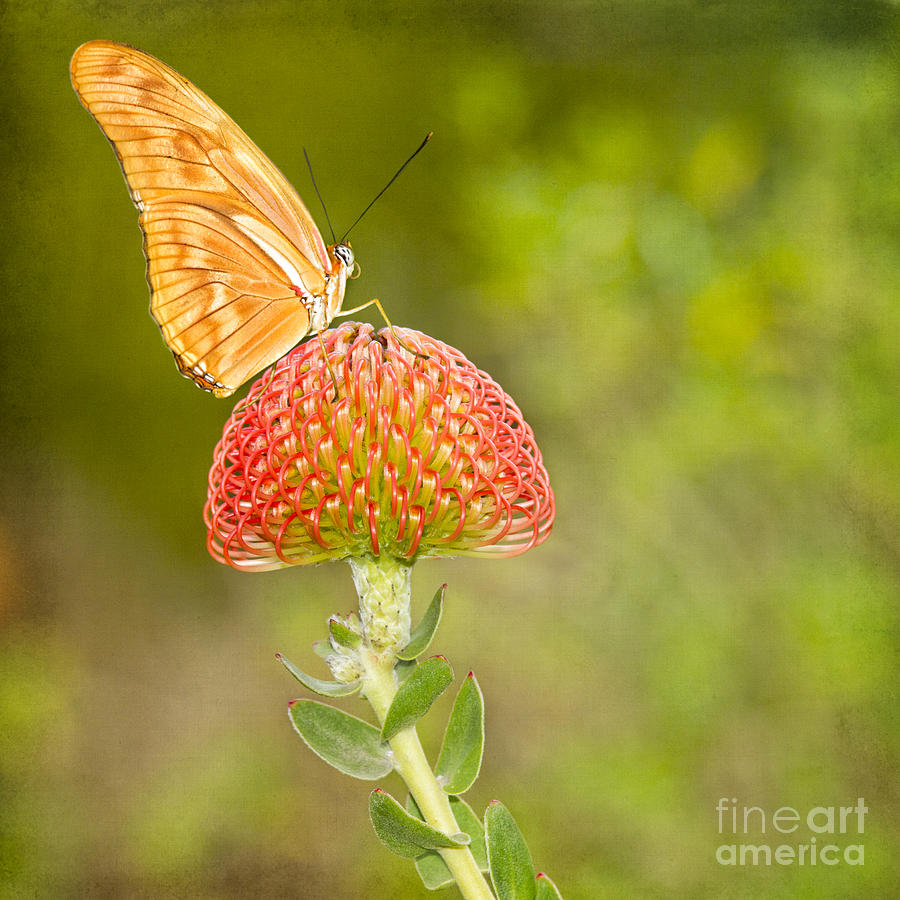 Julia Longwing Butterfly on Exotic Flower Photograph by Susan Gary