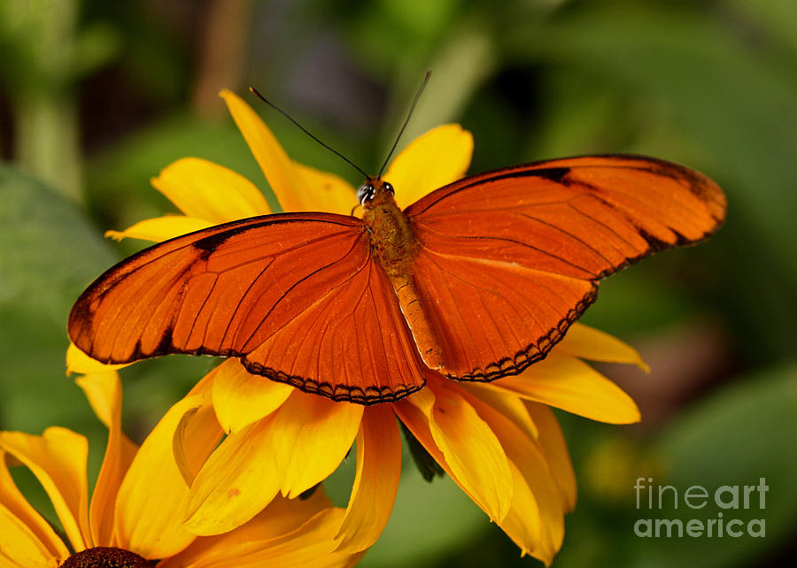 Lazy Susan Flower Photograph - Julia Tropical Butterfly on Lazy Susan Flower by Inspired Nature Photography Fine Art Photography