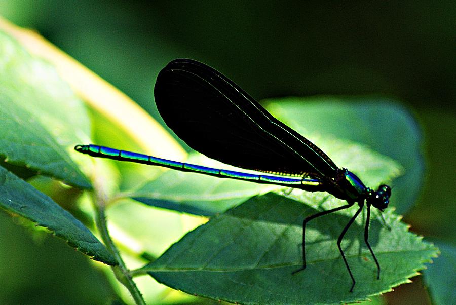 July Dragonfly II Photograph by Joe Faherty